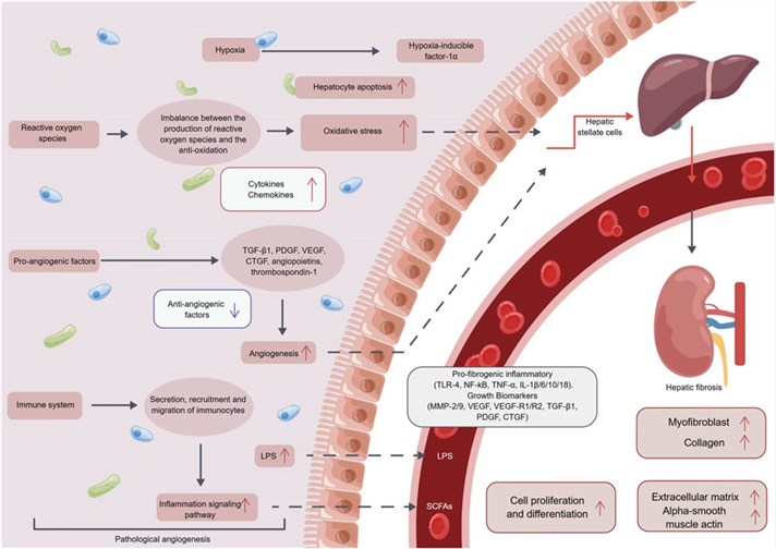 Fig.1 The mechanism of the pathological angiogenesis in hepatic fibrosis. (Li, Zhen, Junfeng Zhu, and Hao Ouyang, 2023)