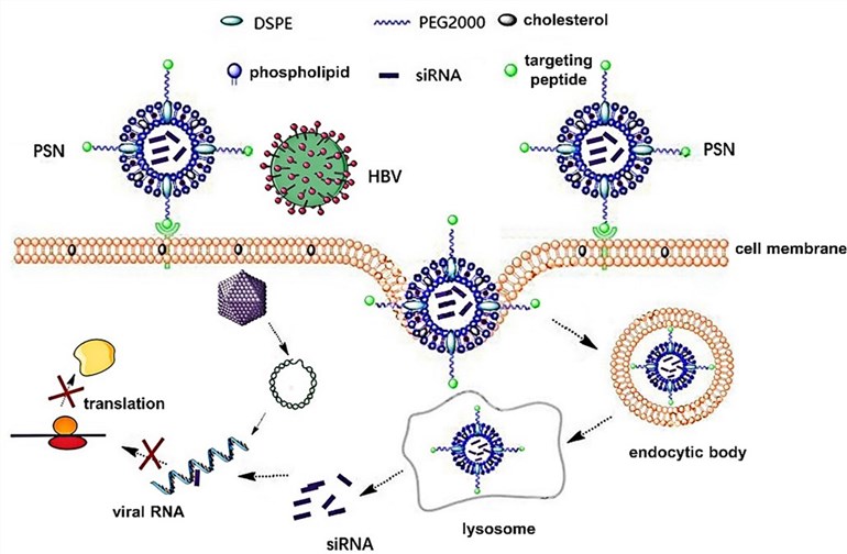 Fig.2 Principles of PreS/2-21-conjugated nanoparticle with siRNA on targeted inhibition of hepatitis B virus. (Gao, Lixia, et al, 2022)