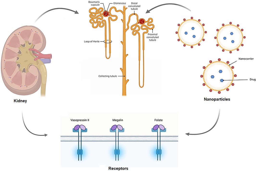Fig.2 Schematic of the mechanism of targeted drug delivery in the kidney. (Merlin, JP Jose, and Xiaogang Li, 2022)