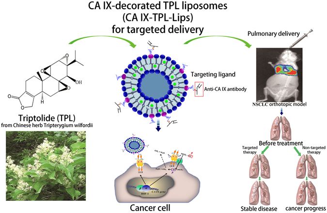 Fig.1 Schematic representation of CA IX-decorated TPL liposomes for lung cancer-targeted therapy by pulmonary delivery. (Lin, Congcong, et al, 2017)