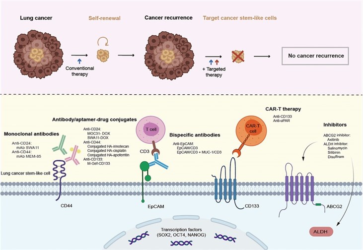 Fig.2 Promising therapies targeting lung cancer stem cell markers. (Zheng, Yue, et al, 2022)