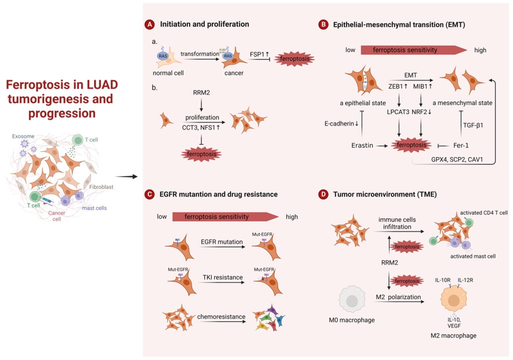 Fig.1 Ferroptosis in lung adenocarcinoma (LUAD) tumorigenesis and progression. (Wei, Xiangyun, et al, 2023)