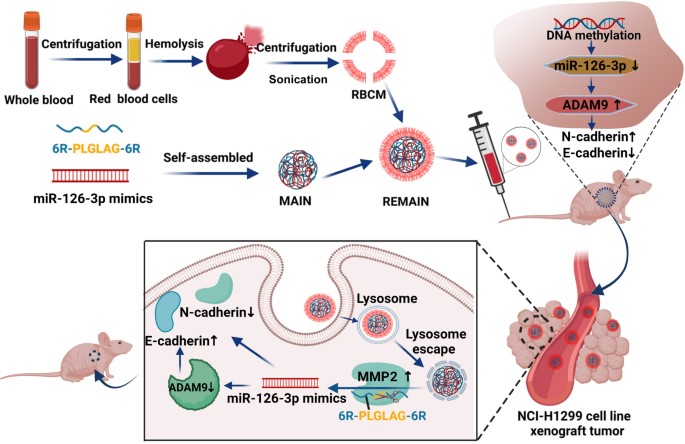 Fig.2 The reversion of DNA methylation-induced miRNA silence via biomimetic nanoparticles-mediated gene delivery for efficient lung adenocarcinoma therapy. (Liang, Lu, et al, 2022)