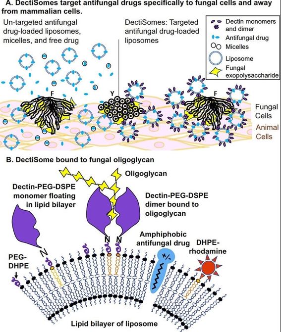 Fig.2 DectiSomes are designed to target antifungal drugs specifically to fungal cells. (Meagher, Richard B., et al, 2021)