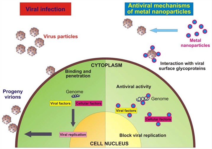 Fig.3 Schematic model of a virus infecting an eukaryotic cell and antiviral mechanism of metal nanoparticles. (Galdiero, Stefania, et al, 2011)