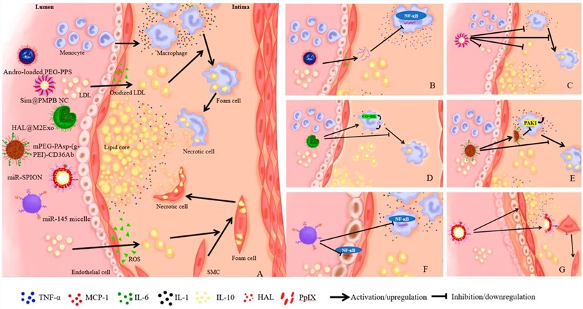 Fig.1 The mechanism of nanomedicines of different strategies for atherosclerosis (AS) treatment. (Yang, Pingping, Jun Ren, and Lifang Yang, 2023)