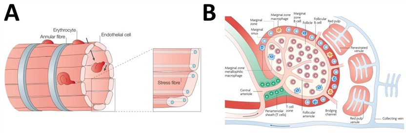 Fig.1 Microanatomy of the spleen circulation. (Cataldi, Mauro, et al, 2017)