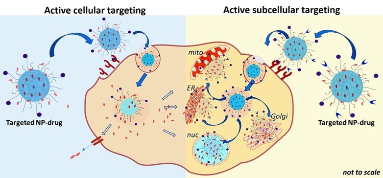 Fig.1 Schematic illustration showing active cellular (left) and subcellular (right) targeting of NP-drug formulations. (Nag, Okhil K., and James B. Delehanty, 2019)