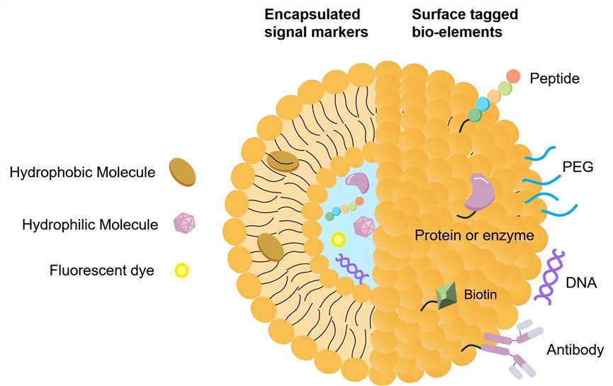 Fig.2 Liposomes functionalized for targeted drug delivery. (Creative Biolabs Original)