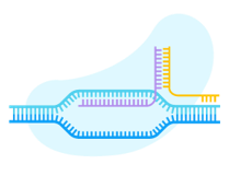 CRISPR-Cas9