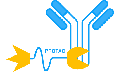 Degrader-Antibody Conjugates (DAC)