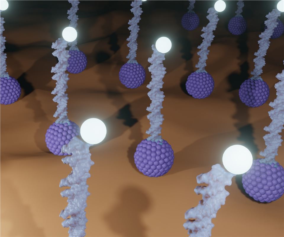 Related services - Custom Peptide Synthesis Services. (Creative Biolabs Authorized)
