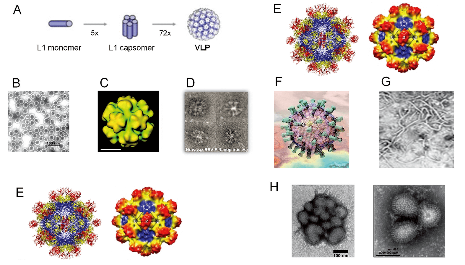 Different virus-like particles. 