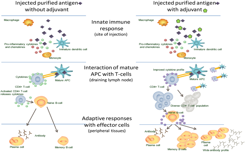 The immune response to vaccination with and without adjuvant.