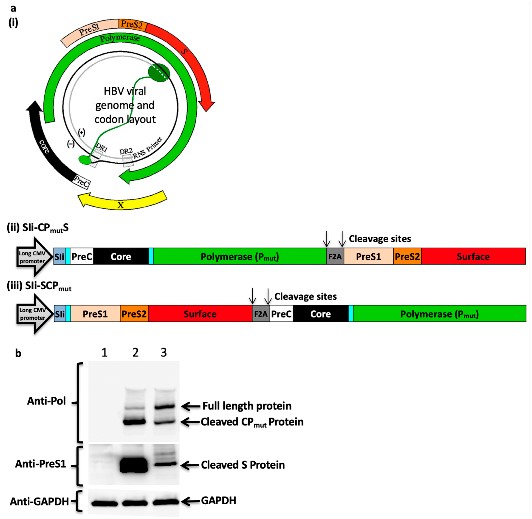 Design of HBV immunogen and analytical results of its in vitro protein expression.