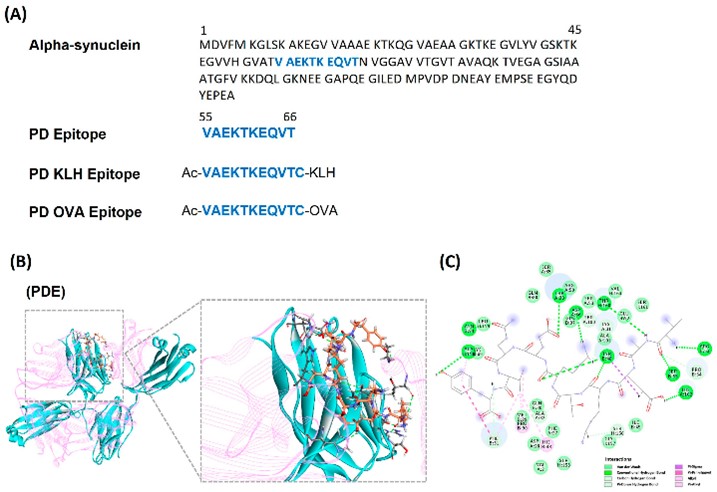 In Silico Modeling for α-syn-based peptide epitope vaccine design.