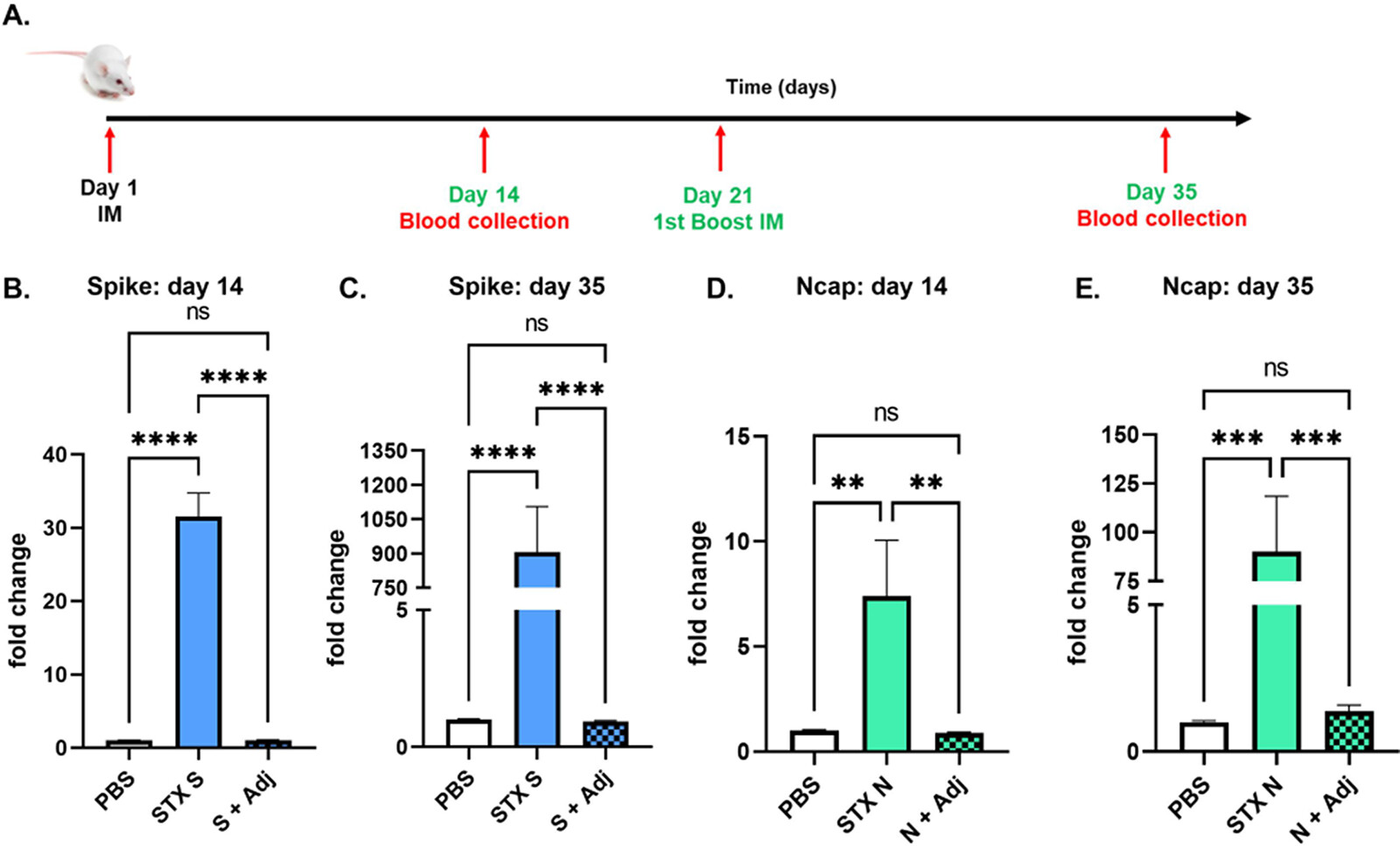 Experimental data showing that STX-S and STX-N exosomes induce strong immunization without an adjuvant.
