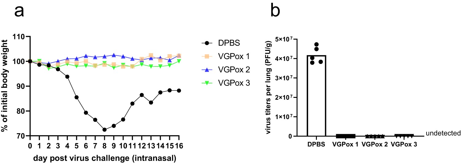 Experimental data demonstrating the protective effect of mRNA vaccination against MPXV challenge.