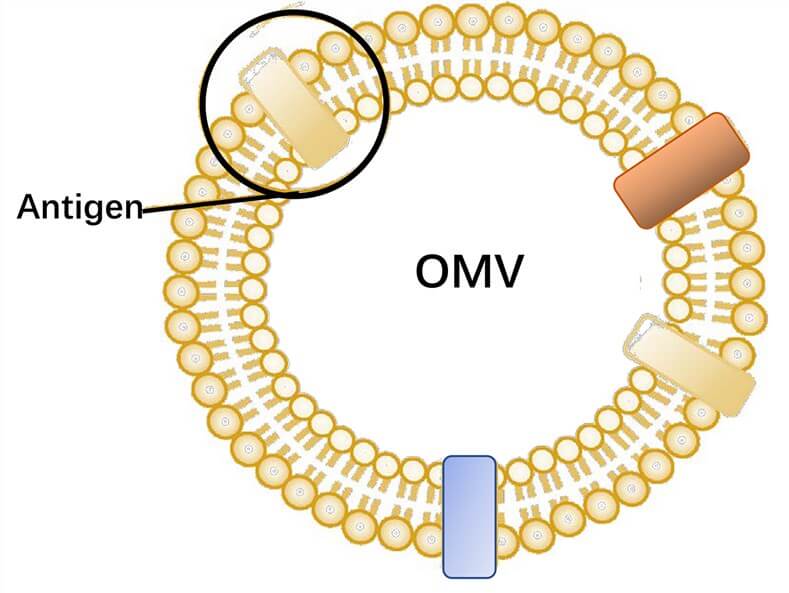 A presentation slide presenting the Outer Membrane Vesicle (OMV) Platform as part of vaccine design solutions.