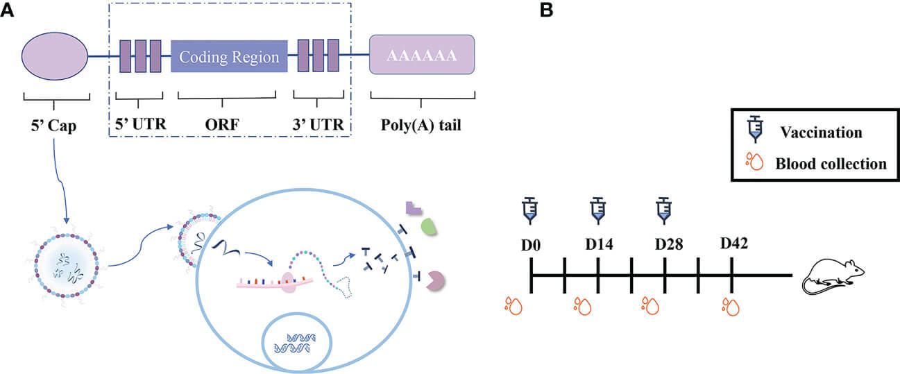 A presentation slide displaying an experimental design and immune schematic diagram of an mRNA-LNP vaccine.