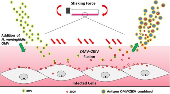 A slide displaying the protocol for ZIKV-OMV Vaccine Production.