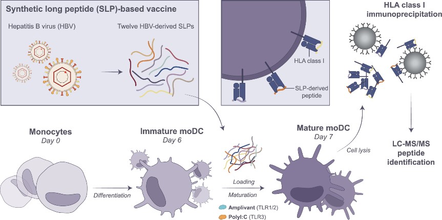 A slide displaying a schematic overview of Modc (Modified Dendritic Cell) generation and SLP (Synthetic Long Peptide) loading.
