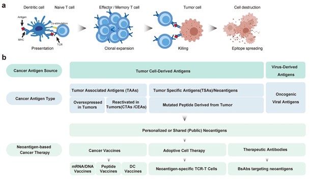 Schematic of cancer antigen-specific cell destruction, tumor antigen subtypes, and neoantigen-based cancer therapy.