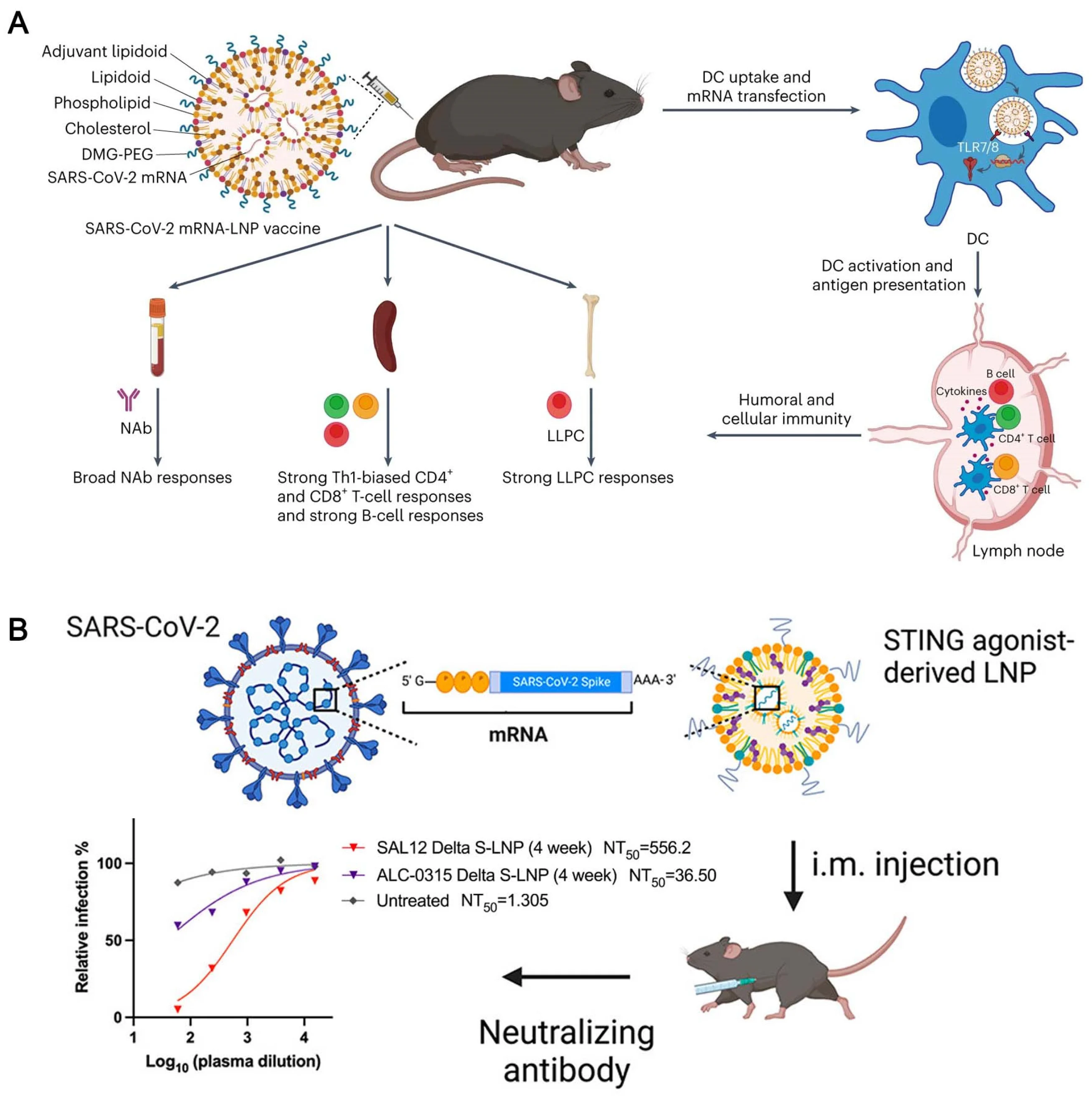 Clinical and immunological changes of a regressing intrahepatic lymphoid aggregate after vaccination.
