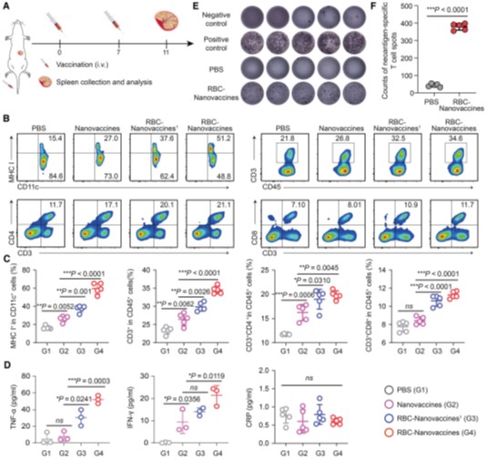 RBC-hitchhiking strategy enhances neoantigen-specific T-cell immunity elicited by DNA nanovaccines.