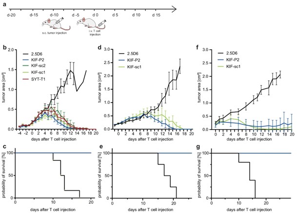Comparable in vivo primary tumor rejection by neoTCR‑tg T cells despite distinct activation profiles.