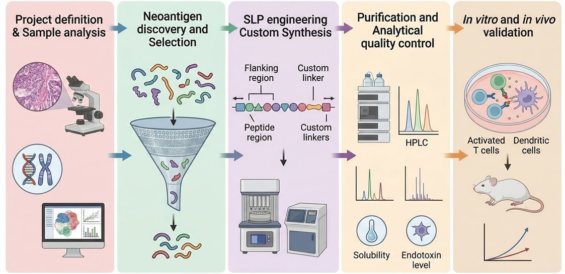 Integrated workflow for personalized SLP neoantigen cancer vaccine development including discovery, engineering, and validation phases