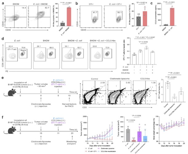 Schematic of CCL5 secretion and adoptive T cell recruitment via E. coli-mediated TAM reprogramming.