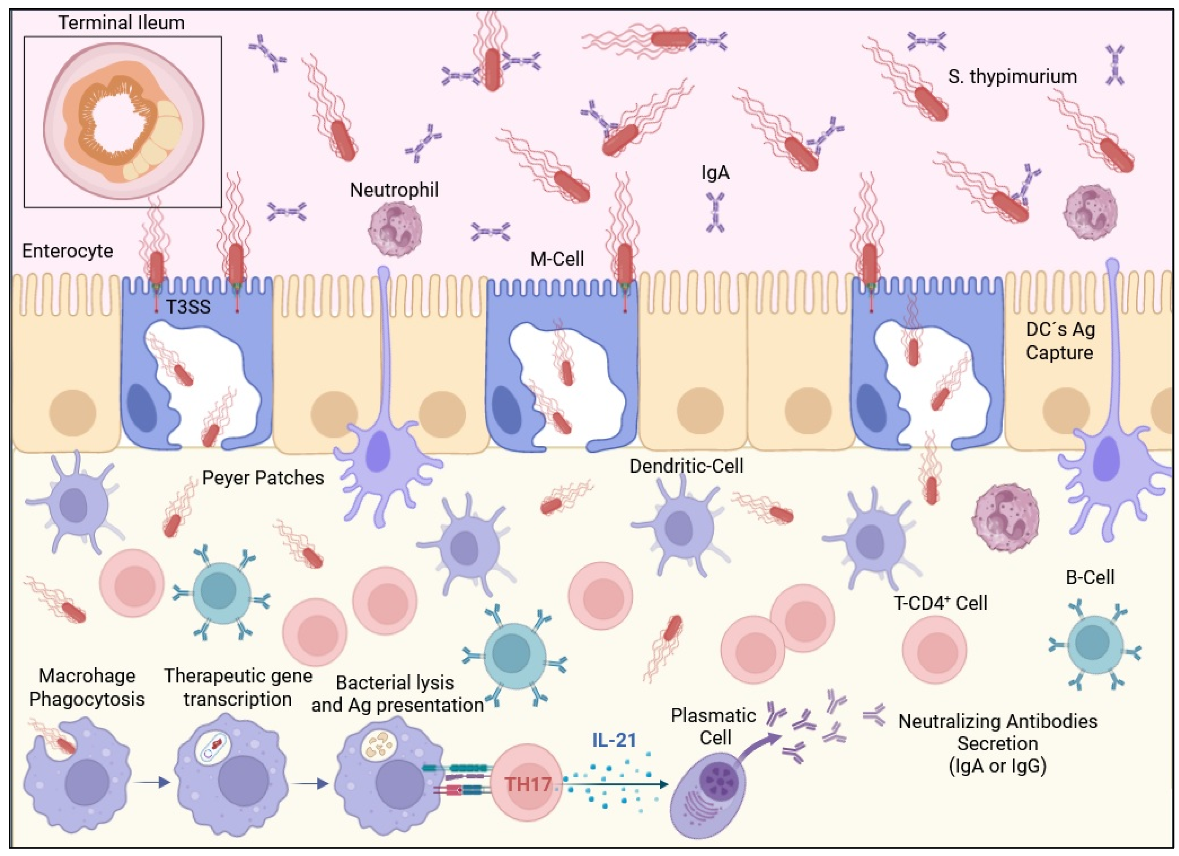 Main mechanisms of bactofection-induced immune response against codified antigen using orally administered S. typhimurium.