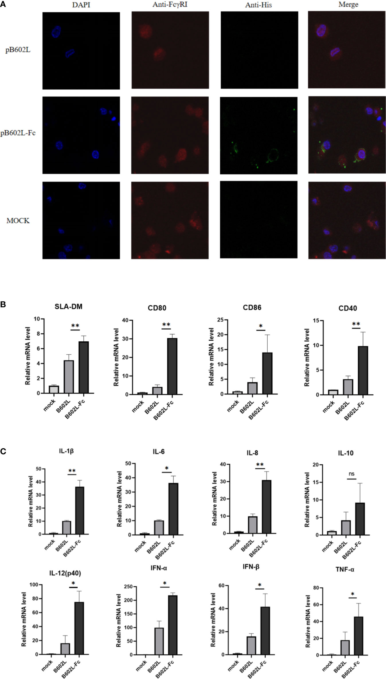 B602L-Fc fusion protein promotes antigen presentation.