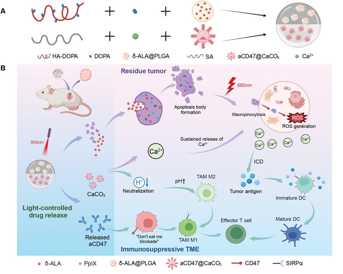 Implantable in situ vaccine hydrogel for synergistic tumor phototherapy and immunotherapy.