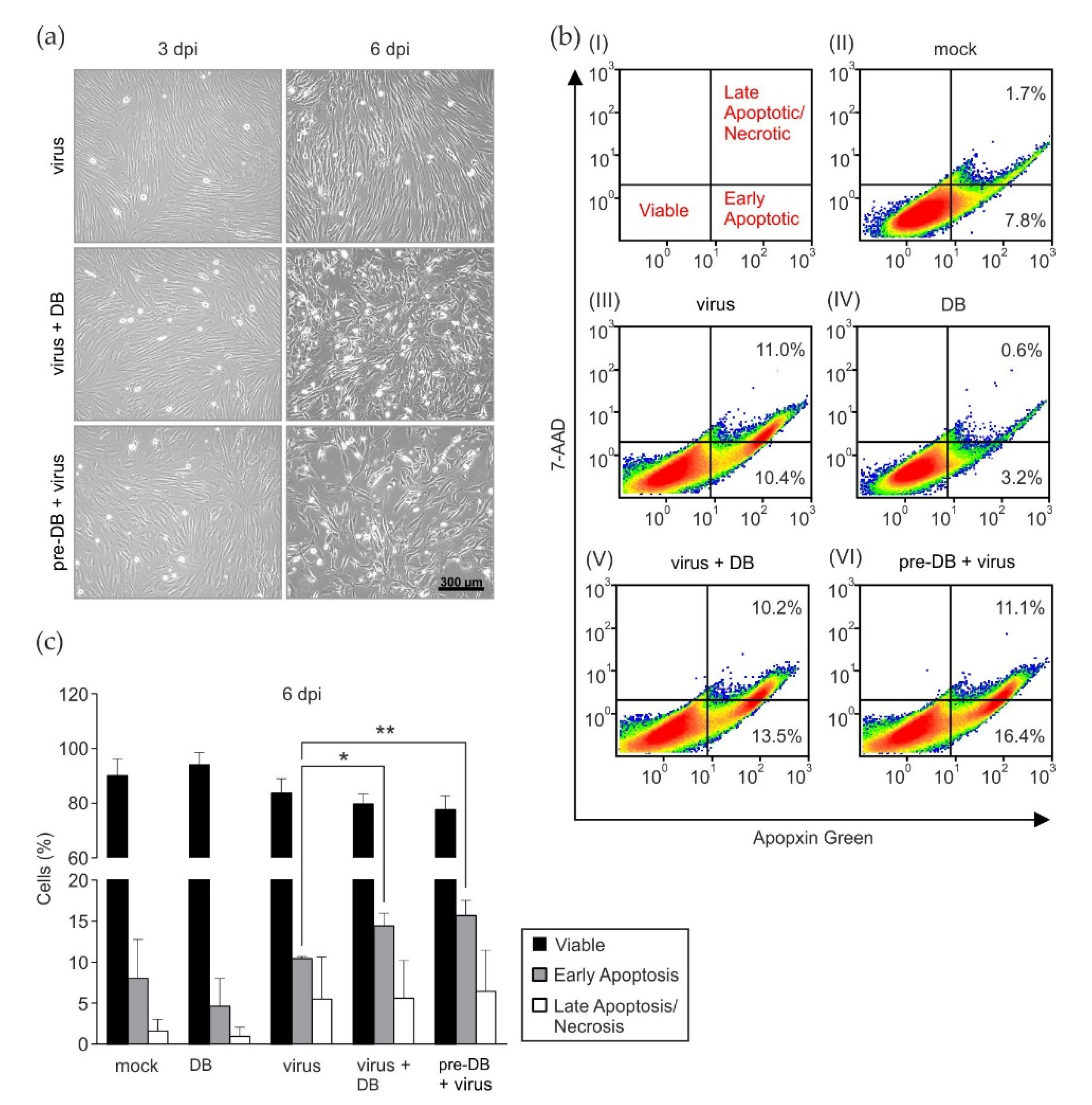 Apoptosis analysis of infected HFFs treated with DBs.