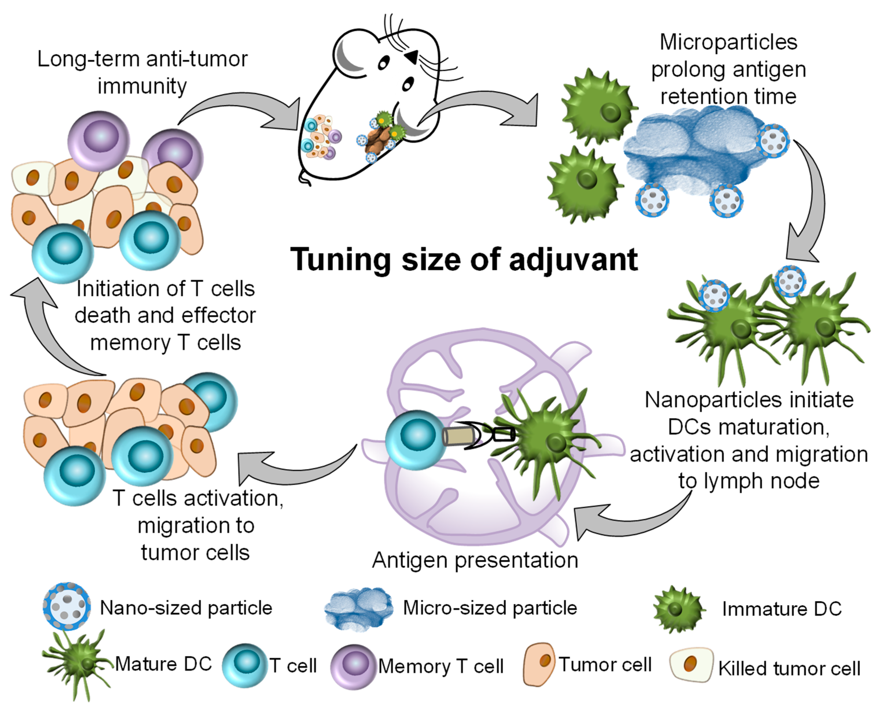 Size-tuned mesoporous silica adjuvant for one-shot long-term anti-tumor vaccination.