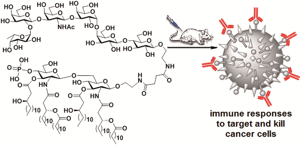 MPLA–Globo H conjugate triggers T cell-mediated killing of breast cancer cells.