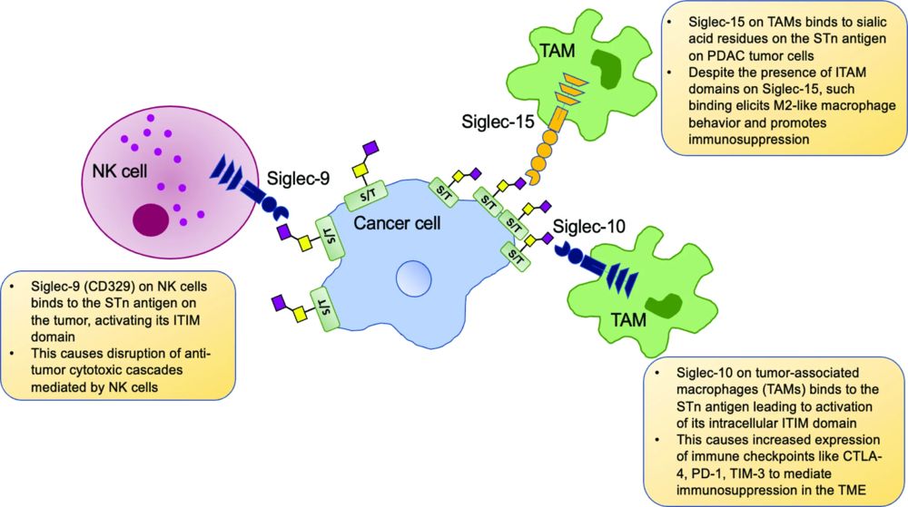Tumor cell STn mediates interactions with immune cells.