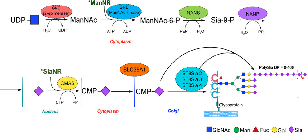 Schematic illustrating the biosynthetic pathway of polySia in mammalian cells.