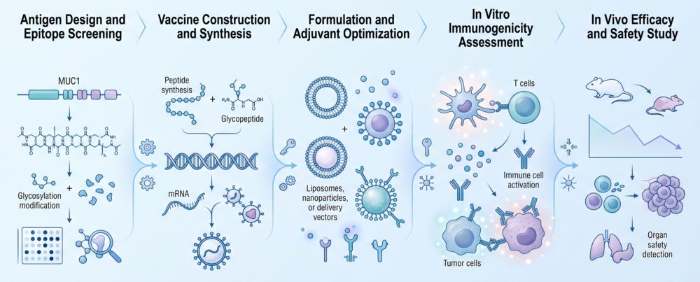 MUC1 vaccine development workflow