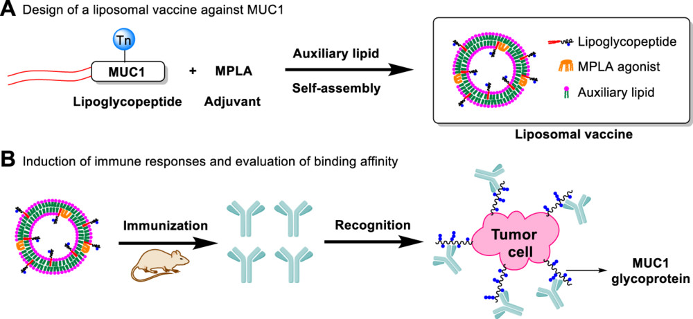 Liposomal vaccine composed of auxiliary lipids, MUC1 lipoglycopeptides, and MPLA adjuvant.