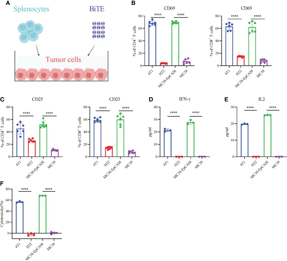 EpCAM BiTE-mediated activation of naïve T cells promotes tumor cell killing.