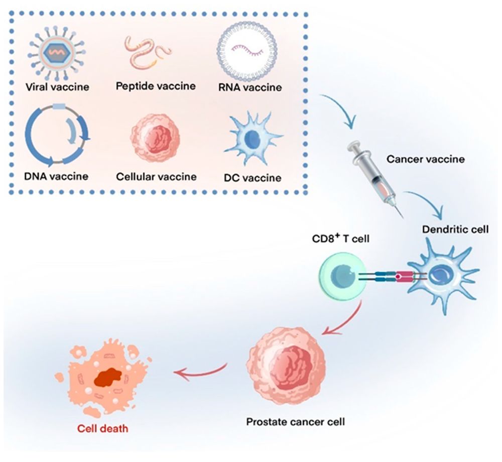 Schematic showing major prostate cancer vaccine types and their mechanisms.