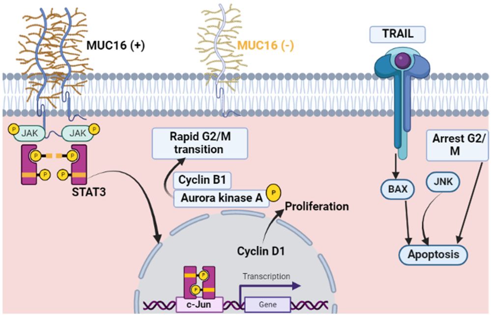 MUC16 activates the JAK2/STAT3–c-Jun/Cyclin D1 pathway to promote tumor cell proliferation.