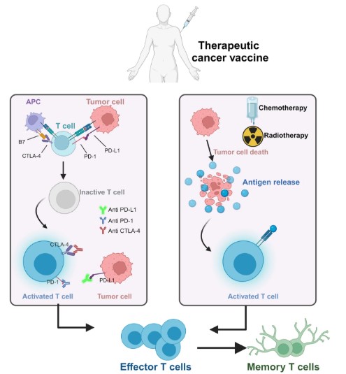 Mechanisms of combinatorial therapies following cancer vaccination in patients.