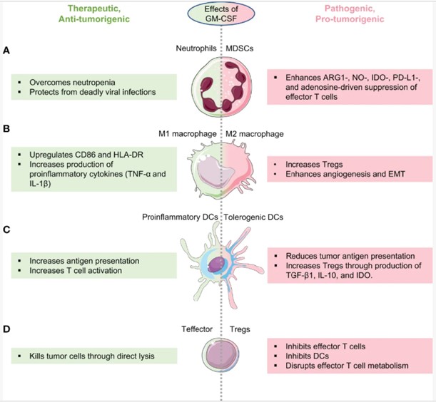 Therapeutic and pathogenic impacts of GM-CSF on anticancer immune surveillance.