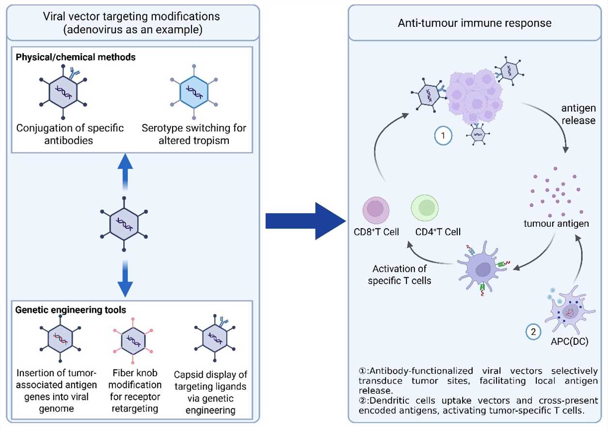 Schematic overview of vector retargeting approaches and antitumor immune activation pathways.