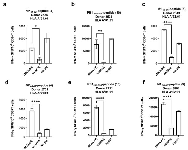 <em>In vitro</em> immunogenicity of recombinant rMVA-PE.