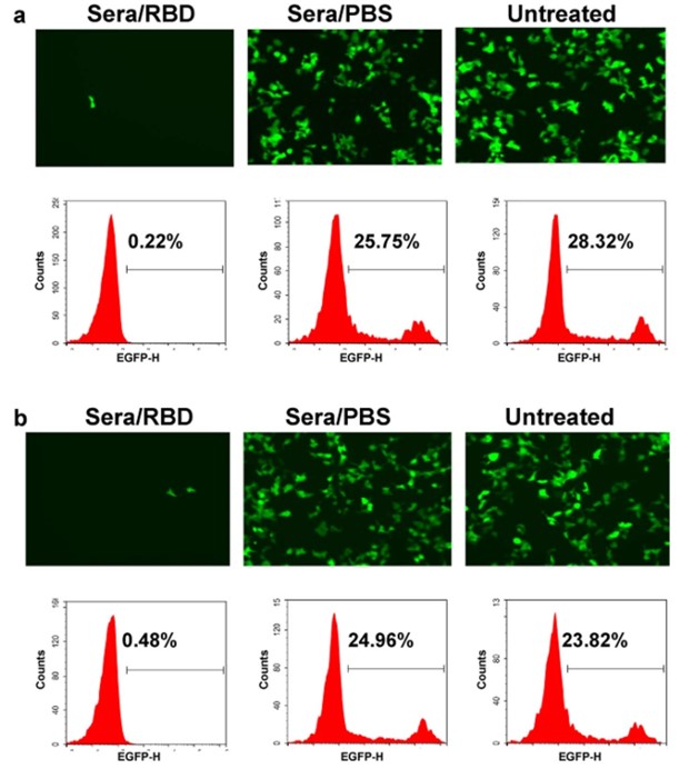Sera-mediated neutralization of SARS-CoV-2 pseudovirus infection in mice and rabbits.